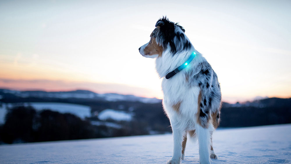 Promenade hivernale en soirée avec collier lumineux LED LEUCHTIE